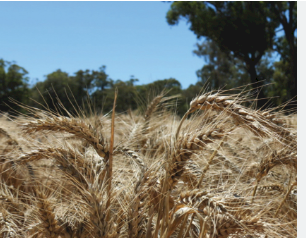 Brighton Wheat Seed