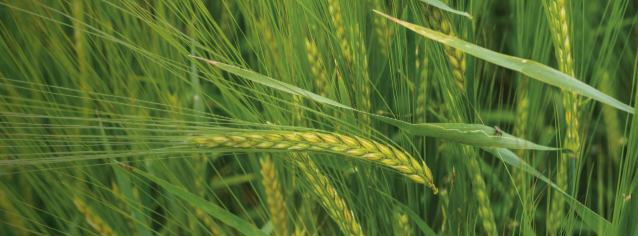 Planet Barley Seed