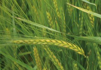 Planet Barley Seed