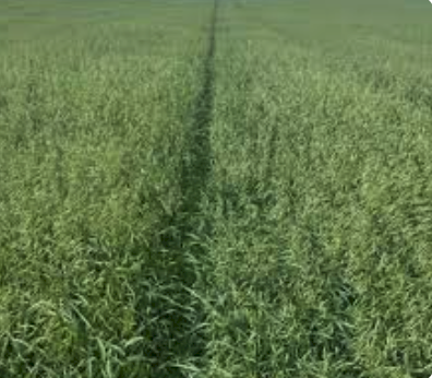 Graza 50 Oat Seed
