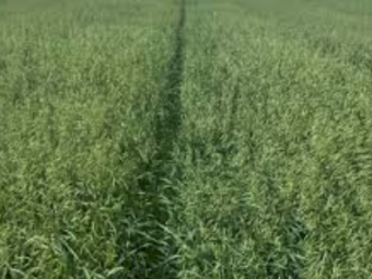 Graza 50 Oat Seed