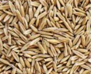 Yarran Oat Seed