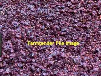 Grape Marc