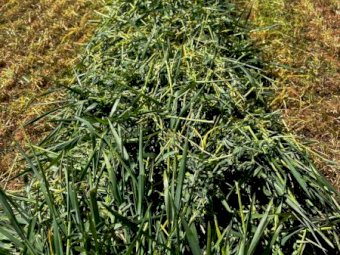 220 x Lucerne Beardless Wheaten Haylage 4x4 Round bales