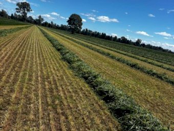 220 x Lucerne Beardless Wheaten Haylage 4x4 Round bales
