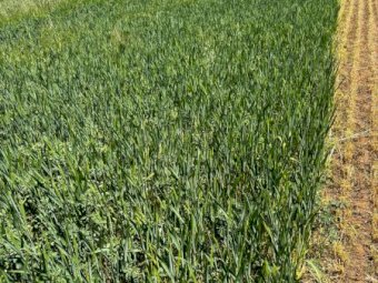 220 x Lucerne Beardless Wheaten Haylage 4x4 Round bales