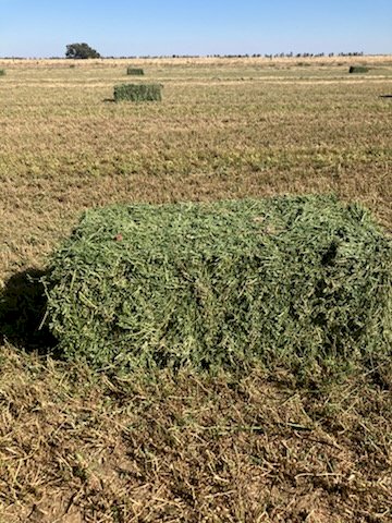 800 X Lucerne Hay Small Square Bales