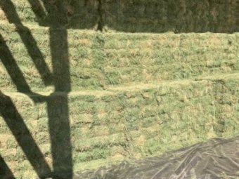 800 X Lucerne Hay Small Square Bales