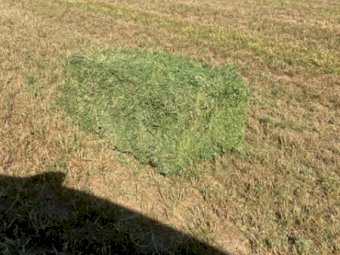 800 X Lucerne Hay Small Square Bales