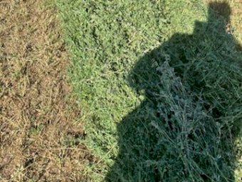 800 X Lucerne Hay Small Square Bales