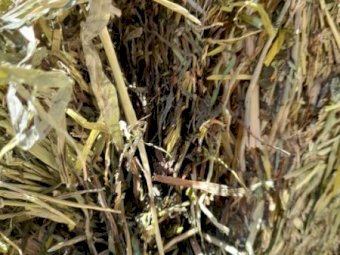 200MT Clover / Rye Hay 8X4X3 Large Square Bales