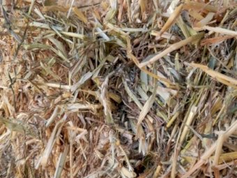 220MT Wheaten Hay 8X4X3 Large Square Bales