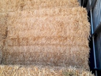 220MT Wheaten Hay 8X4X3 Large Square Bales