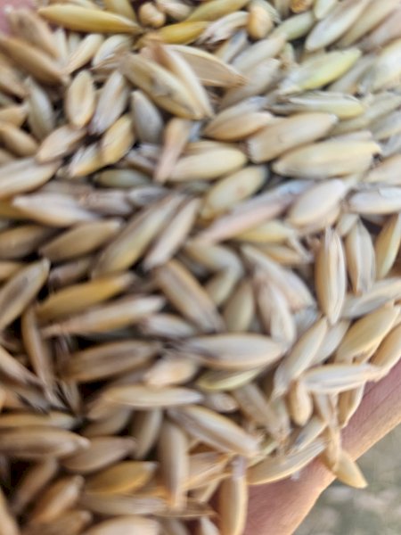 Graded Yallara Oats