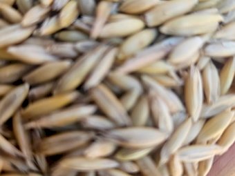 Graded Yallara Oats