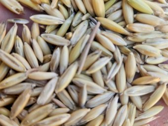 Graded Yallara Oats