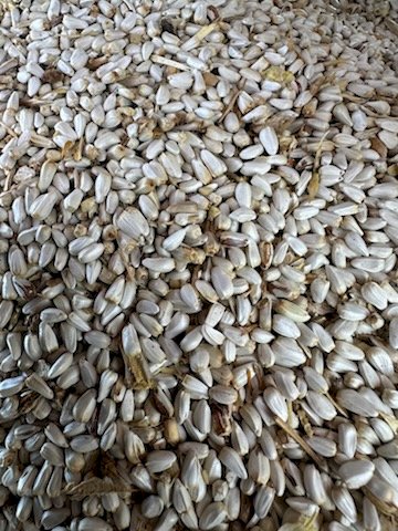 10MT Safflower Seed