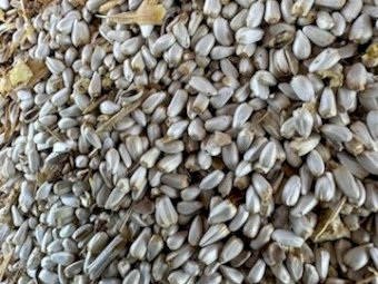 10MT Safflower Seed