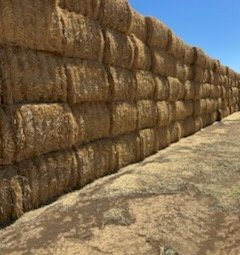 350 X Wheaten Straw 8X4X3 Large Square Bales