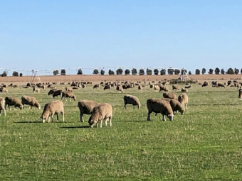 7mt Premium Italian Ryegrass Seed