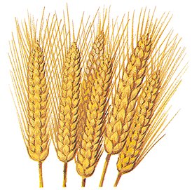 80mt Scotch Wheat