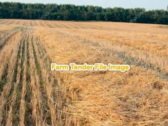 500 Bales Wheaten Straw