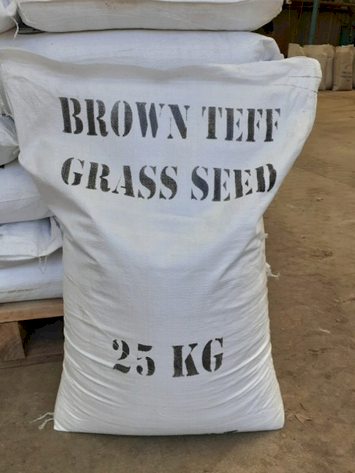 Teff Seed