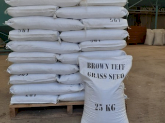 Teff Seed