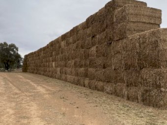 8x4x3 Bales 25/26 Season Vetch Hay