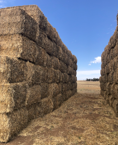 100mt Wheaten Hay 600kg 8x4x3 Bales