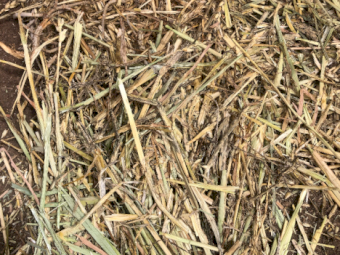 100mt Wheaten Hay 600kg 8x4x3 Bales