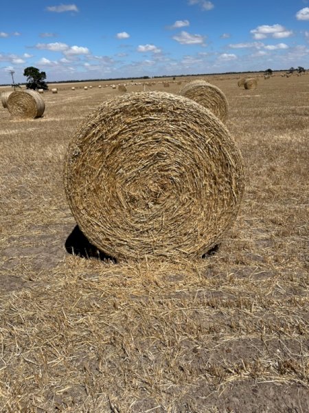 1200 X Oaten Hay 4.5X4 Round Bales