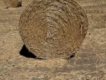 400 X Wheaten Straw 4.5X4 Round Bales