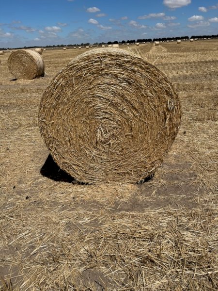 200 X Barley Straw 4.5X4 Round Bales