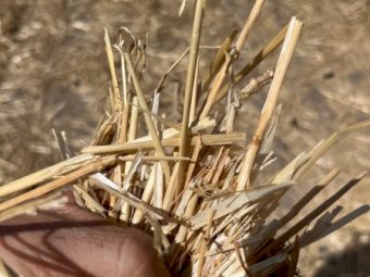 200 X Barley Straw 4.5X4 Round Bales