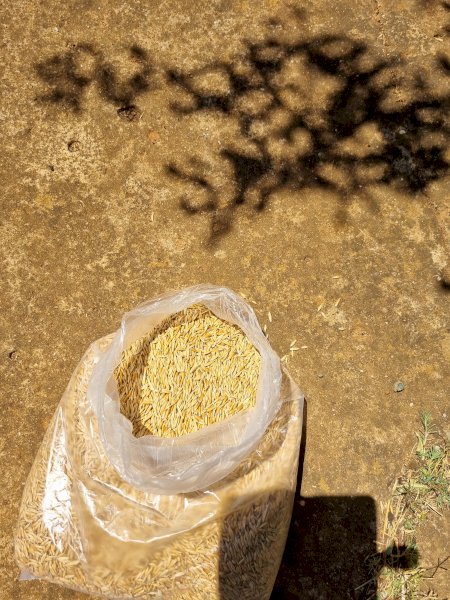 25MT Yiddah Oats