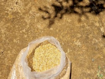 25MT Yiddah Oats