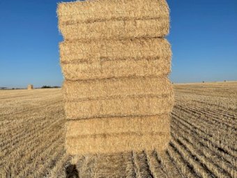 250MT Wheaten Straw 8X4X3 Large Square Bales