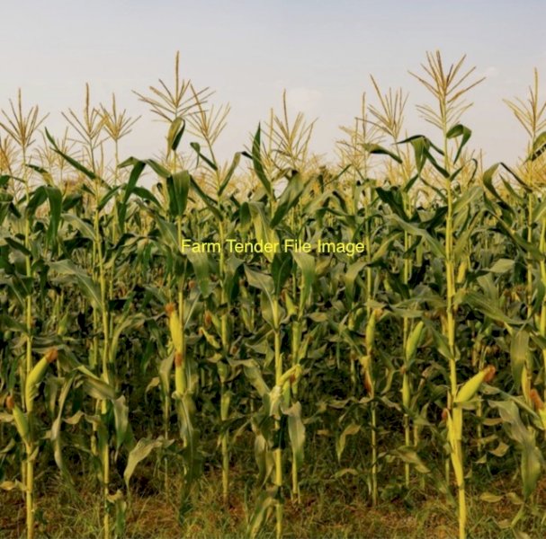 Standing Corn Crop For Sale
