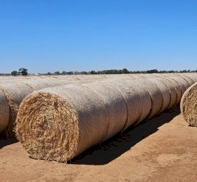 Barley Hay 5x4 Rolls