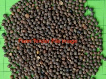 10-15mt Morava Vetch