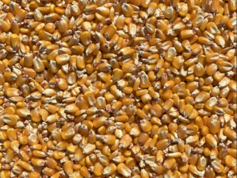 500MT Prime Maize