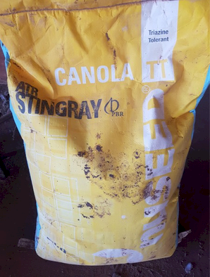 Stingray Canola Seed TT