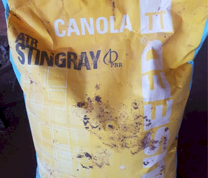 Stingray Canola Seed TT
