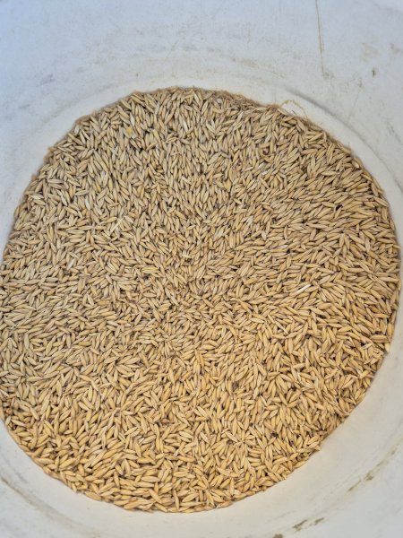 15 mt Goldie Oats
