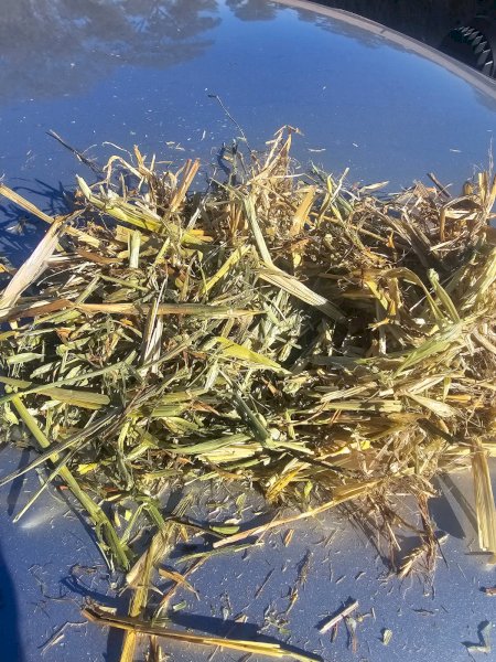 Vetch and Barley Hay 8x4x3 Bales