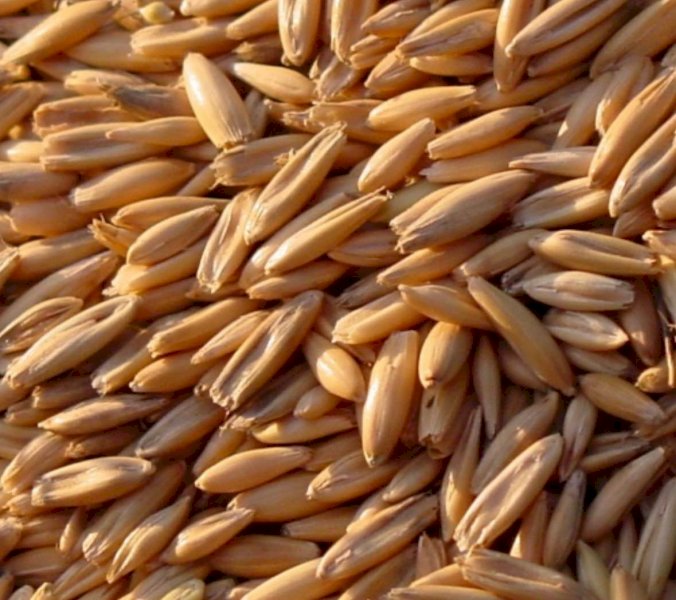 Swan Oats