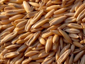 Swan Oats