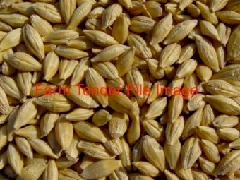 100 mt Maximus CL Barley seed
