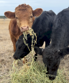 Dexter’s X Lowline Small Steer Calves